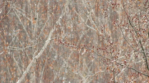 The Winter Forest, Snowfall, Snow Falling HD Stock Footage 45100662