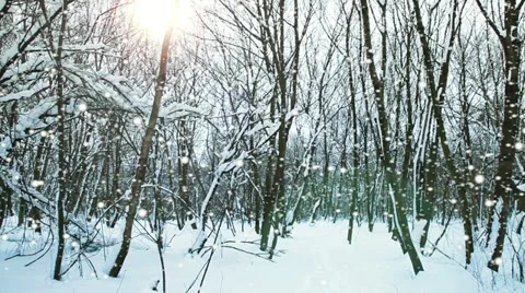 Winter forest snowfall on a sunny day pan shot from left to right Stock Footage 22005715