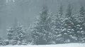 winter forest snowing HD-videomateriaal