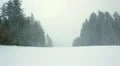 winter forest snowing HD Footage