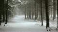 winter forest snowing HD Footage