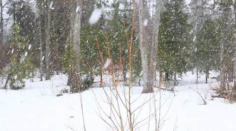 Winter forest - snowing hard 스톡 동영상 49761390