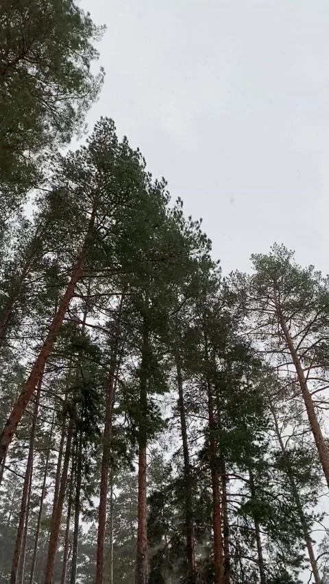Winter forest at snowing time Stock Footage 167203460