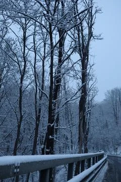 Winter forest snowy background Foto stock
