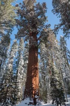 Winter forest with snowy giant sequoias Stock Photos
