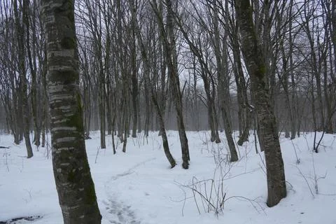 Winter forest with snowy path among bare trees Stock Photos