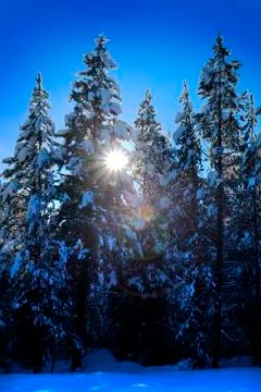 Winter Forest Snowy Pine Trees with Sunshine Blue Sky Stock Photos