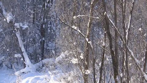 Winter forest with snowy tree. Stock Footage 82739556