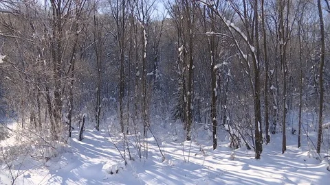 Winter forest with snowy tree. Stock Footage 82739589