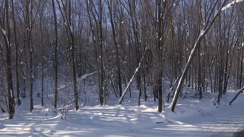 Winter forest with snowy tree. 库存影片 82739616