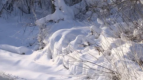Winter forest with snowy tree. Stock Footage 82739633