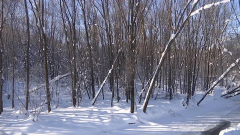 Winter forest with snowy tree. Stock Footage 82739737