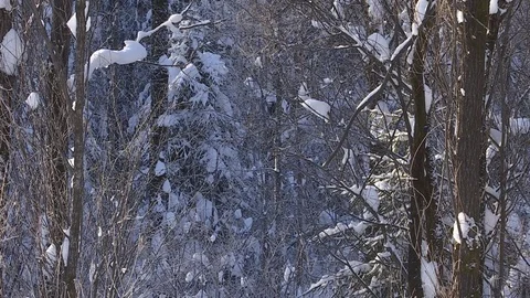 Winter forest with snowy tree. Видео 82739815