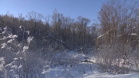 Winter forest with snowy tree. Stock Footage 82739906