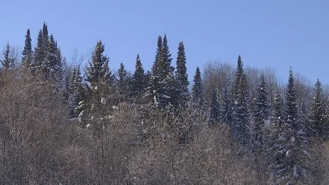 Winter forest with snowy tree. Stock Footage 82740023