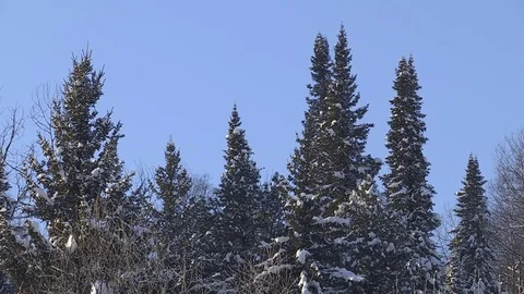 Winter forest with snowy tree. Stock Footage 82740030