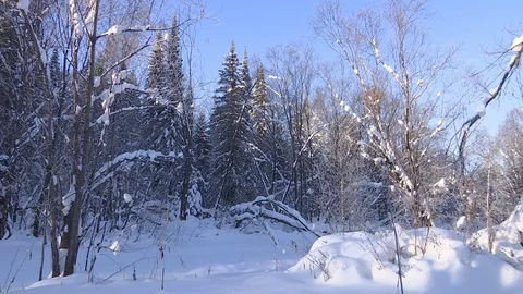 Winter forest with snowy tree. Stock Footage 82740061