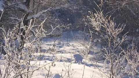 Winter forest with snowy tree. Stock Footage 82740081