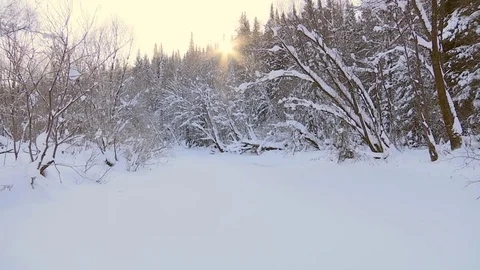 Winter forest with snowy tree. Stock Footage 82933098