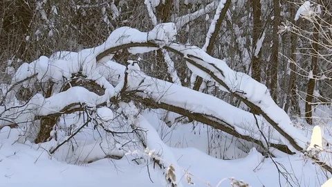 Winter forest with snowy tree. Video stock 82933111