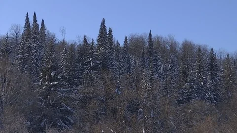 Winter forest with snowy tree. Stock-Footage 82933173