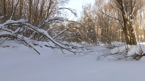 Winter forest with snowy tree. Stock Footage 82933176