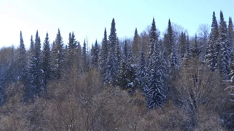 Winter forest with snowy tree. Stock Footage 82933258