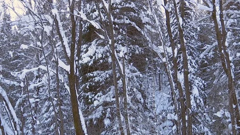 Winter forest with snowy tree. Video stock 82933294