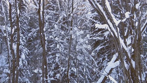Winter forest with snowy tree. Video stock 82933407