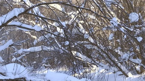 Winter forest with snowy tree. 库存影片 82933418