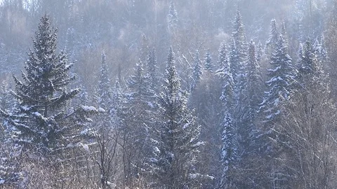 Winter forest with snowy tree. Stock Footage 82933474