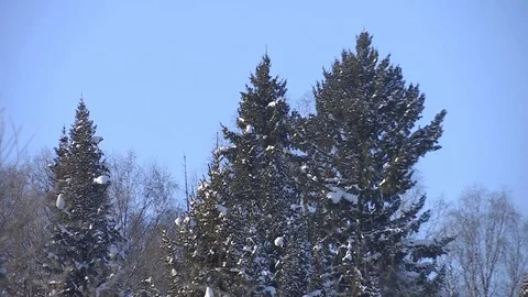 Winter forest with snowy tree. Видео 82933544