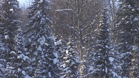 Winter forest with snowy tree. Stock Footage 82933598