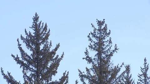 Winter forest with snowy tree. Video stock 82933601