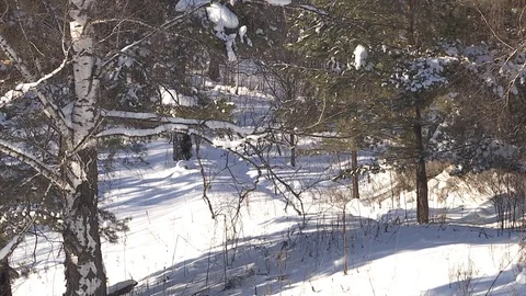 Winter forest with snowy tree. 库存影片 82933807
