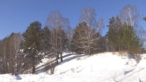 Winter forest with snowy tree. Stock Footage 82933823