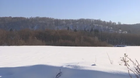 Winter forest with snowy tree. Stock-Footage 82933998