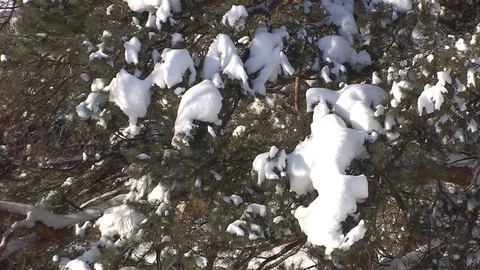 Winter forest with snowy tree. 스톡 동영상 82934020