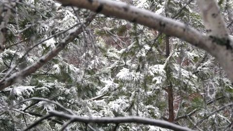 Winter Forest With Snowy Tree. Stock Footage 106370867