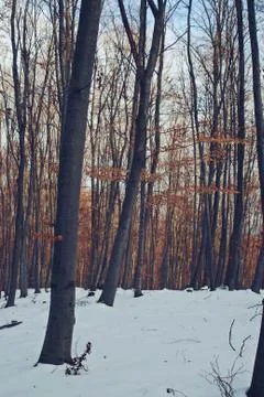 Winter in forest. snowy trees in cold season Stock Photos
