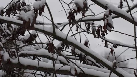 Winter forest with snowy trees Stock Footage 255021646