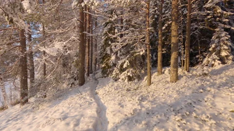 Winter forest with snowy trees. River flowing through winter landscape. Stock Footage 147969161