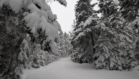 Winter Forest Solitude in Snow Stock Photos