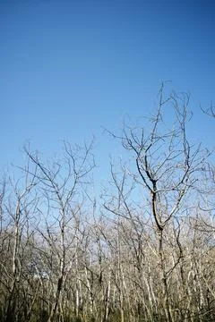 Winter forest in Spain. Foto stock