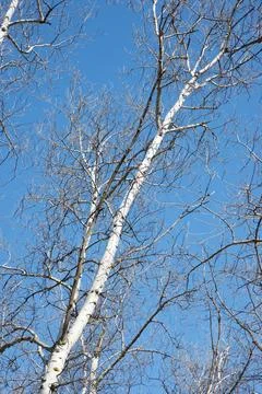 Winter forest in Spain. Stock Photos