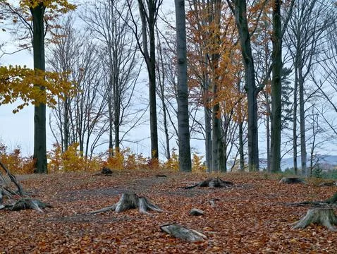 Winter forest with sparse trees, calm winter landscape featuring leaf litter Stock Photos
