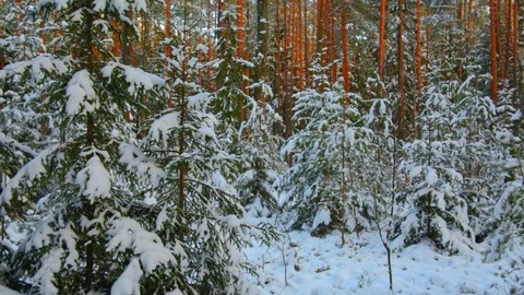 Winter forest, spruce in the snow in Sunny weather Stock Footage 70293411