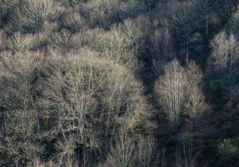 In a winter forest stand out trunks and branches without leaves Stock Photos