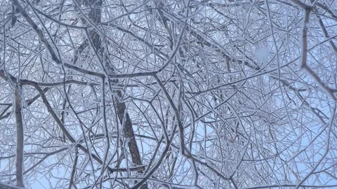 Winter forest. Steadicam shot Video stock 87445631