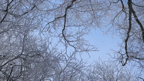 Winter forest. Steadicam shot Stock Footage 87445632
